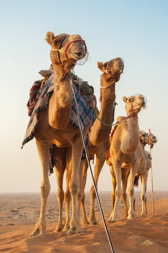 Why Take a Dubai Desert Safari